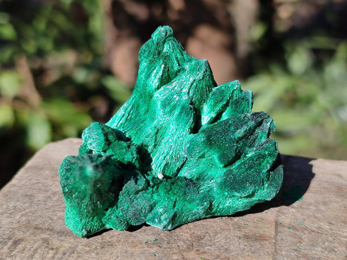 Polished and Natural Mixed Set of 12 African Minerals and Fossil in Wooden Display Box x 1 From Southern Africa