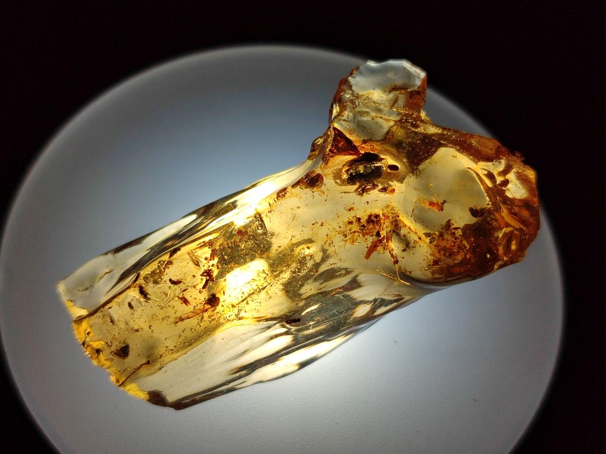 Polished and Natural Mixed Set of 12 African Minerals and Fossil in Wooden Display Box x 1 From Southern Africa