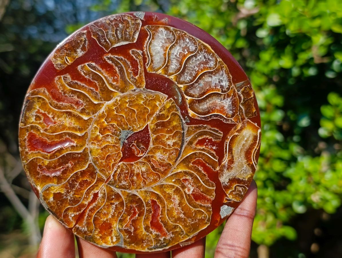 Hand Made Conglomerate Ammonite "Eye" Patterned Plaque x 1 From Madagascar