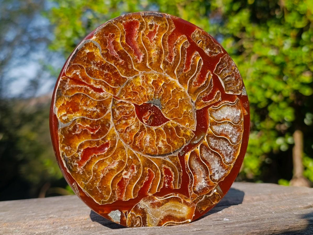 Hand Made Conglomerate Ammonite "Eye" Patterned Plaque x 1 From Madagascar