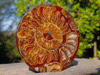 Hand Made Conglomerate Ammonite "Eye" Patterned Plaque x 1 From Madagascar