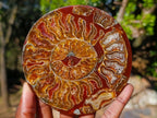 Hand Made Conglomerate Ammonite "Eye" Patterned Plaque x 1 From Madagascar