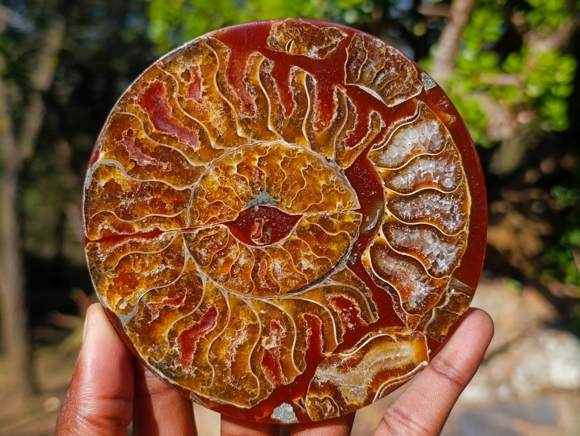 Hand Made Conglomerate Ammonite "Eye" Patterned Plaque x 1 From Madagascar