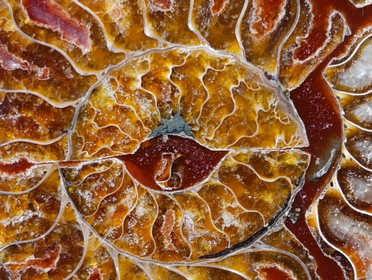 Hand Made Conglomerate Ammonite "Eye" Patterned Plaque x 1 From Madagascar