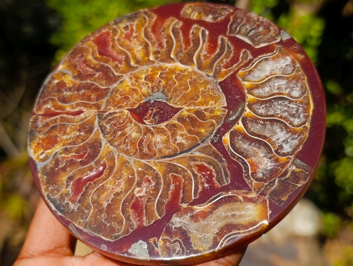 Hand Made Conglomerate Ammonite "Eye" Patterned Plaque x 1 From Madagascar