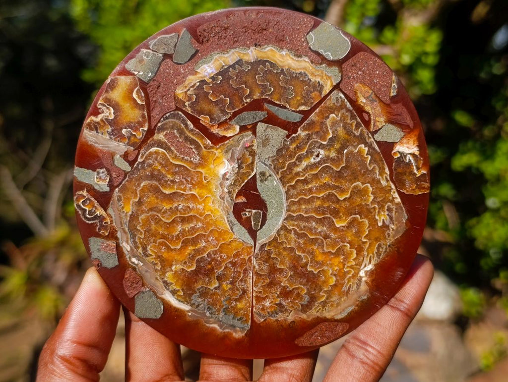 Hand Made Conglomerate Ammonite "Eye" Patterned Plaque x 1 From Madagascar