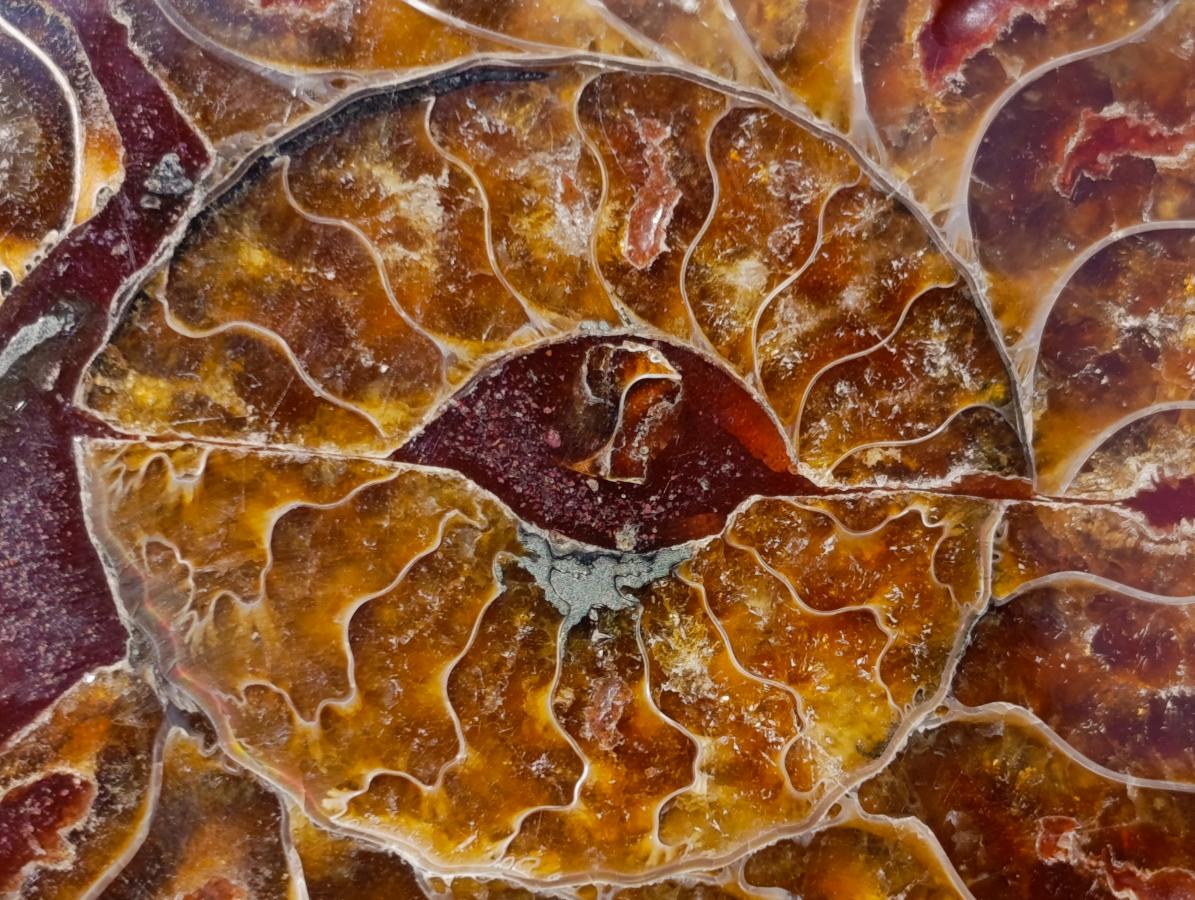 Hand Made Conglomerate Ammonite "Eye" Patterned Plaque x 1 From Madagascar
