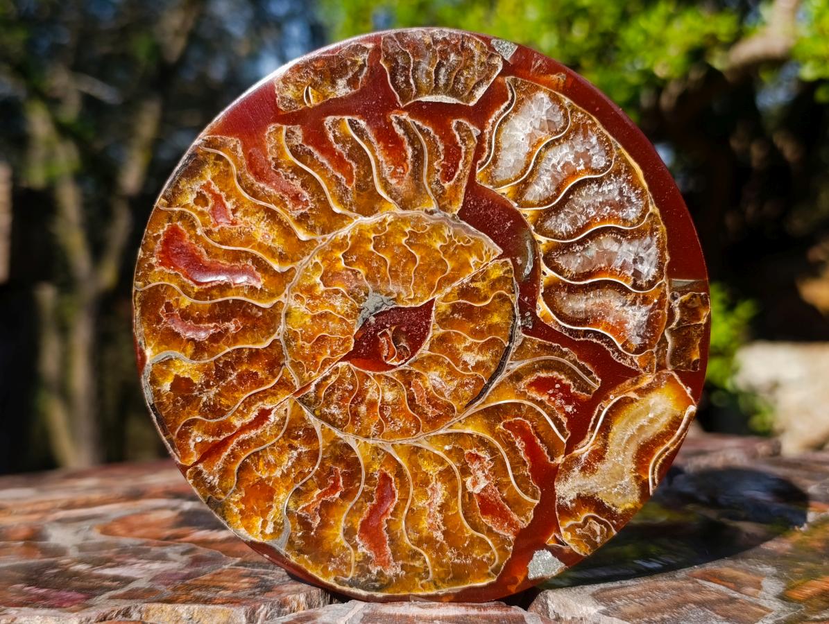 Hand Made Conglomerate Ammonite "Eye" Patterned Plaque x 1 From Madagascar