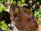 Polished Highly Reflective Large Smokey Quartz Display Crystal x 1 From Madagascar