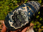 Polished Rare Orbicular Ocean Jasper Display Piece x 1 From Madagascar