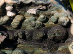 Polished Rare Orbicular Ocean Jasper Display Piece x 1 From Madagascar
