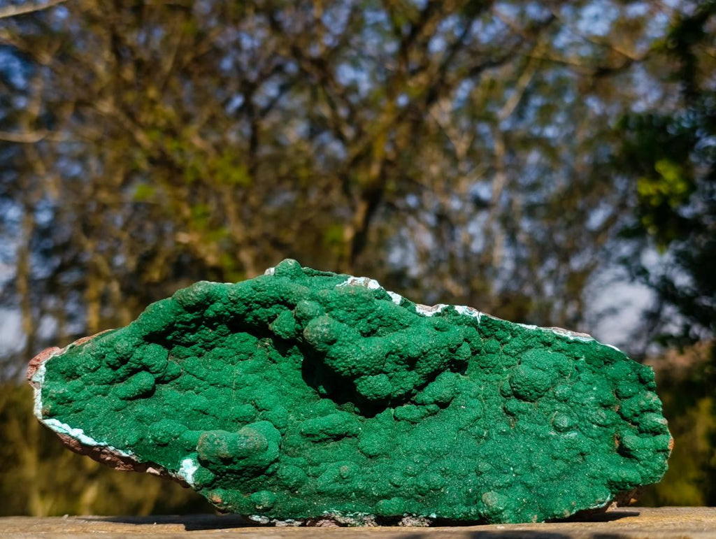 Natural Exquisite Botryoidal Malachite Crystal Plate Specimen x 1 From Kolwezi, Congo