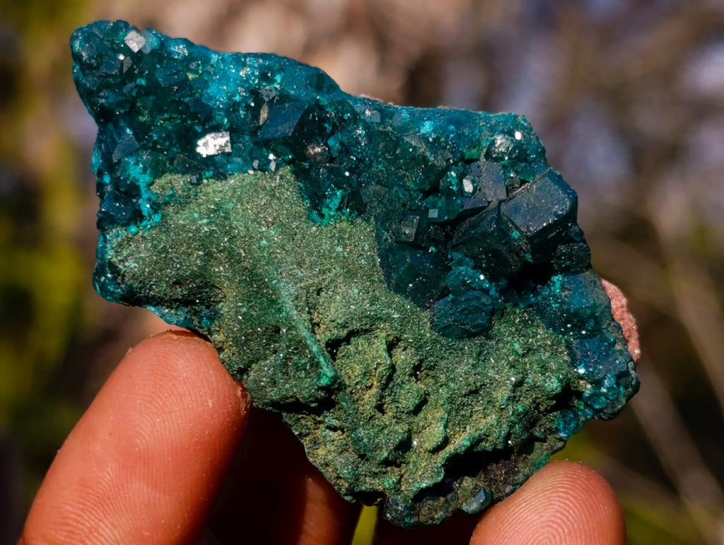 Natural Mix Set of 24 African Minerals and Crystals in a Black Wooden Display Case x 1 From Southern Africa
