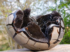 Polished and Natural Septerye Sauvage Dragons Egg x 1 From Mahajanga, Madagascar