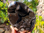 Polished and Natural Septerye Sauvage Dragons Egg x 1 From Mahajanga, Madagascar