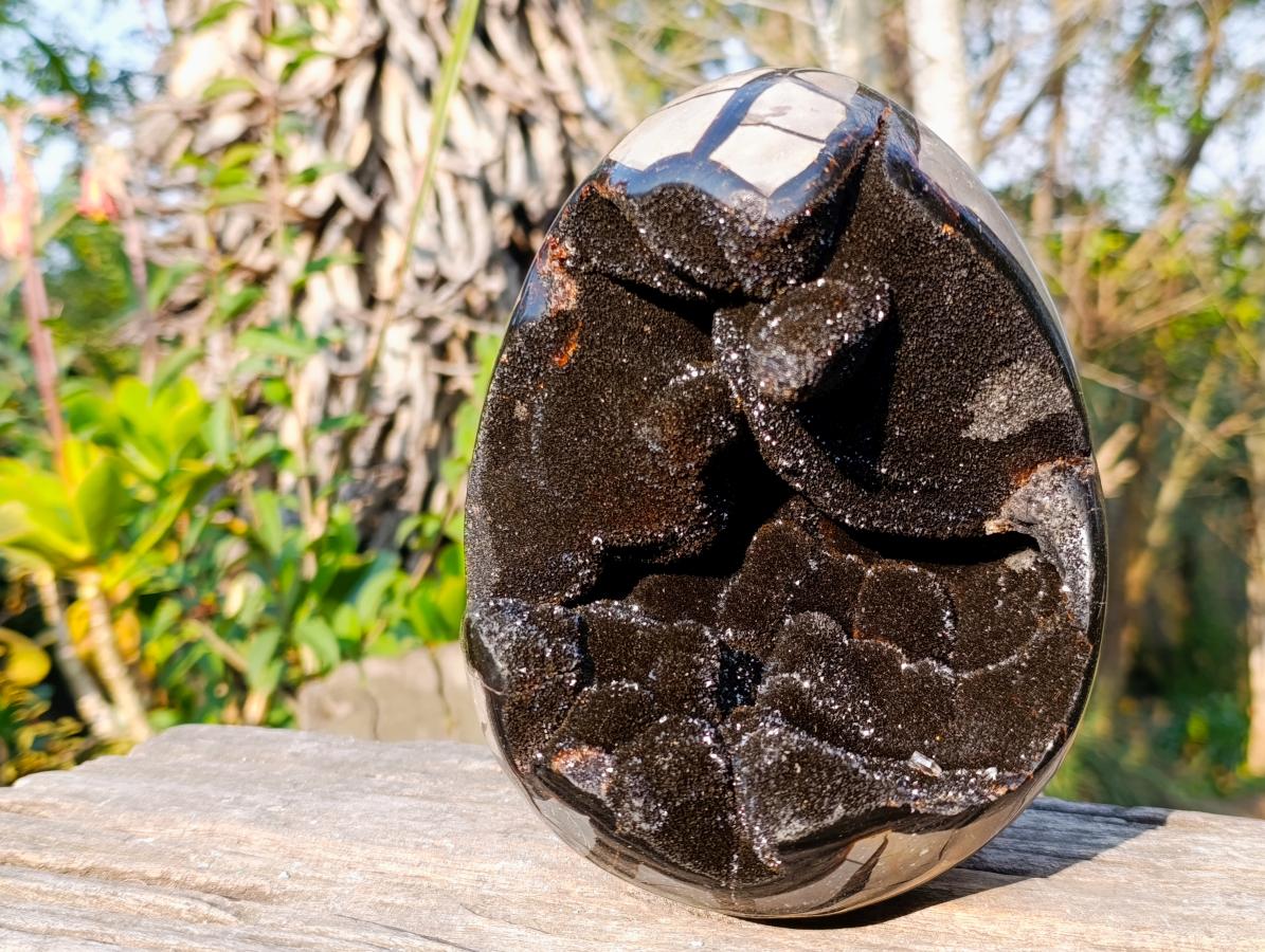 Polished and Natural Septerye Sauvage Dragons Egg x 1 From Mahajanga, Madagascar