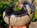 Polished and Natural Septerye Sauvage Dragons Egg x 1 From Mahajanga, Madagascar