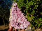 Natural Large Super Rare Cobaltoan Rhodocalcite Specimen x 1 From Mashamba West Mine, Congo