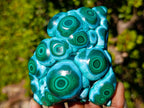 Polished "Eye" Ring Patterned Malacolla Specimen x 1 From Kulukuluku, Congo