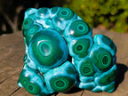 Polished "Eye" Ring Patterned Malacolla Specimen x 1 From Kulukuluku, Congo