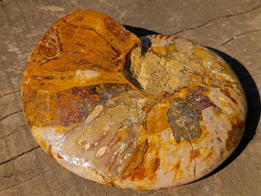 Polished Cleoniceras Ammonite Fossil Decorative Bowl x 1 From Tulear, Madagascar