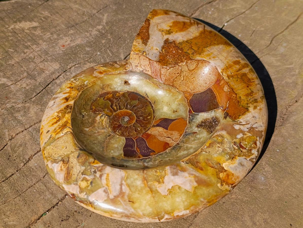 Polished Cleoniceras Ammonite Fossil Decorative Bowl x 1 From Tulear, Madagascar