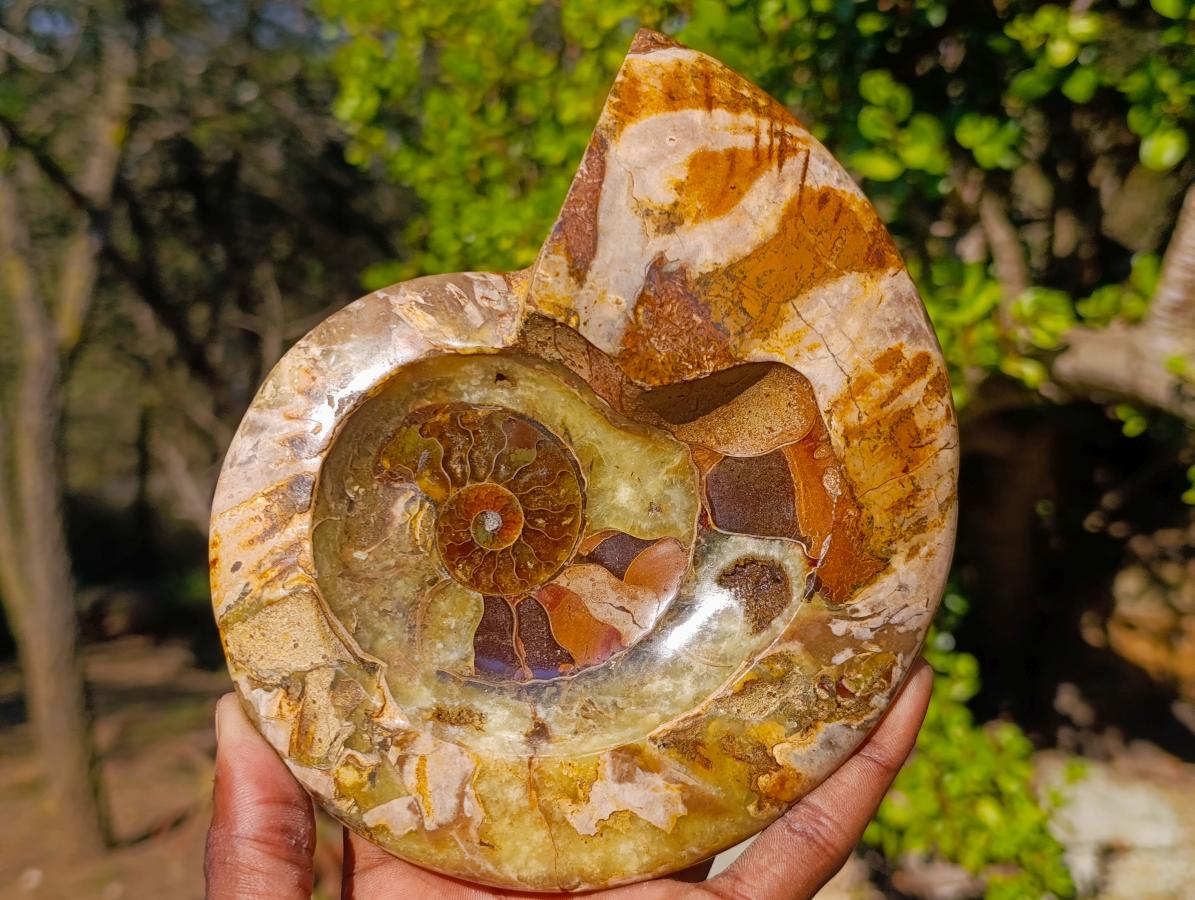 Polished Cleoniceras Ammonite Fossil Decorative Bowl x 1 From Tulear, Madagascar