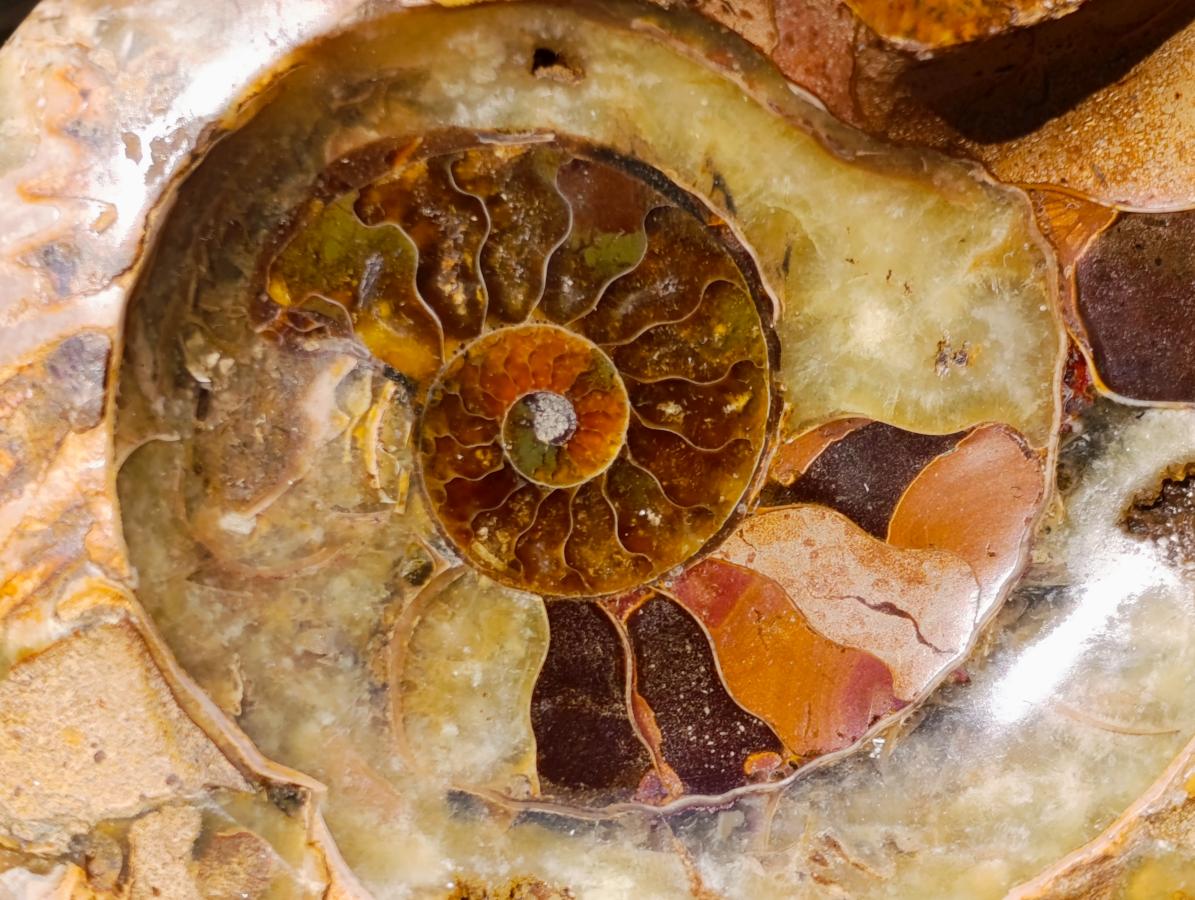 Polished Cleoniceras Ammonite Fossil Decorative Bowl x 1 From Tulear, Madagascar