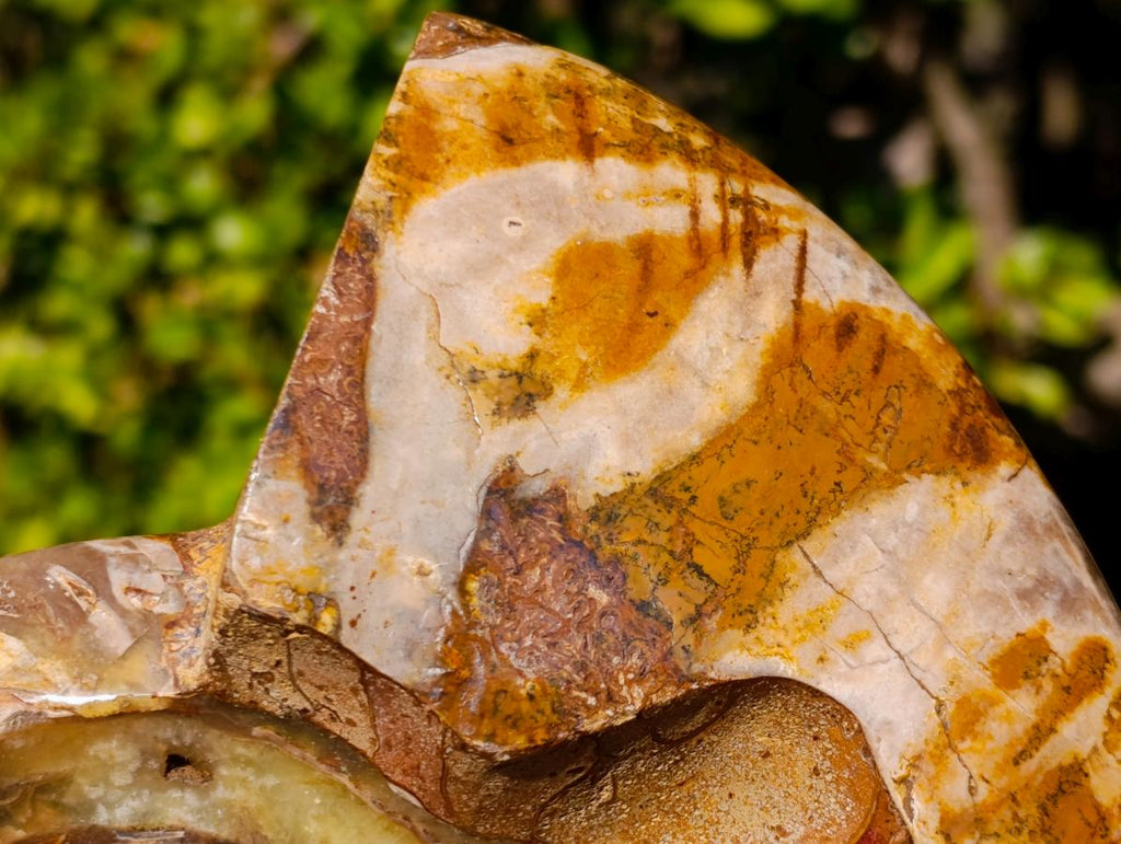 Polished Cleoniceras Ammonite Fossil Decorative Bowl x 1 From Tulear, Madagascar