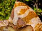 Polished Cleoniceras Ammonite Fossil Decorative Bowl x 1 From Tulear, Madagascar