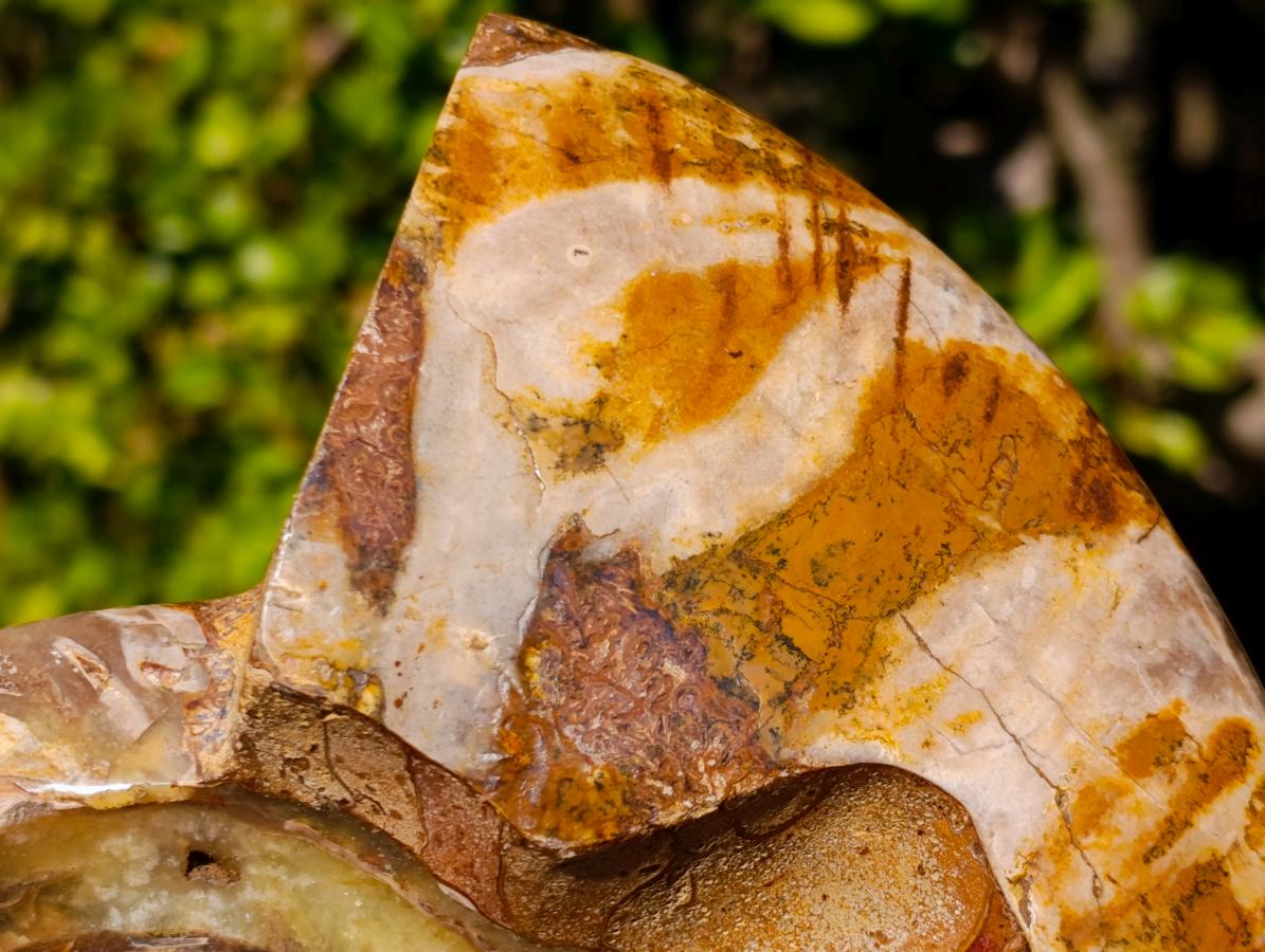 Polished Cleoniceras Ammonite Fossil Decorative Bowl x 1 From Tulear, Madagascar