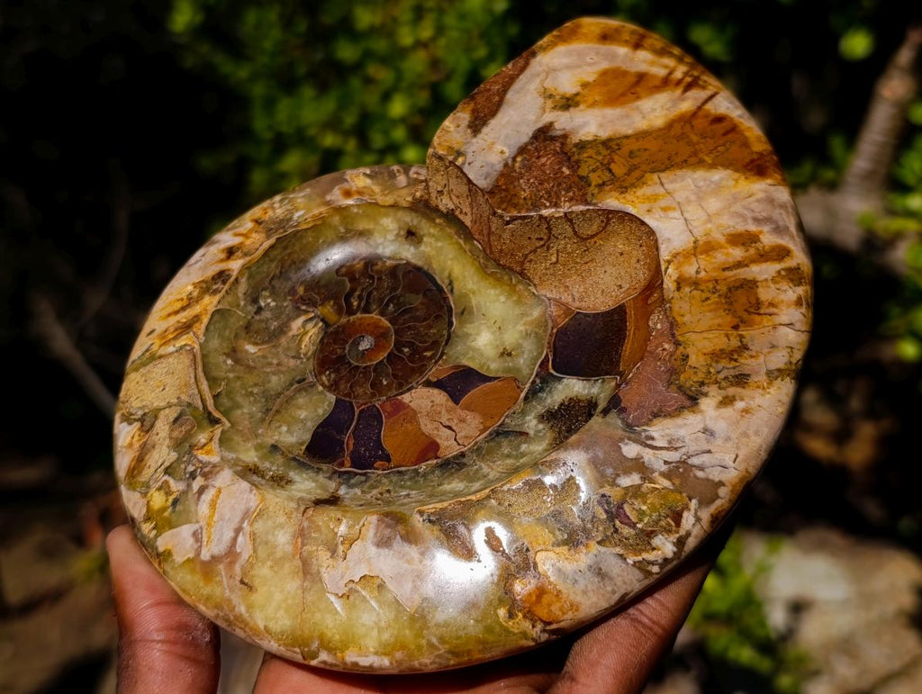 Polished Cleoniceras Ammonite Fossil Decorative Bowl x 1 From Tulear, Madagascar