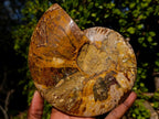 Polished Cleoniceras Ammonite Fossil Decorative Bowl x 1 From Tulear, Madagascar
