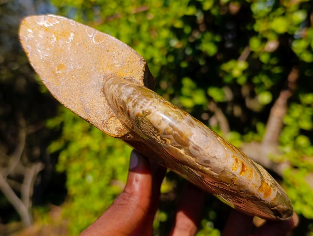 Polished Cleoniceras Ammonite Fossil Decorative Bowl x 1 From Tulear, Madagascar