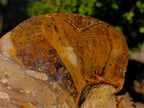 Polished Cleoniceras Ammonite Fossil Decorative Bowl x 1 From Tulear, Madagascar