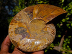 Polished Cleoniceras Ammonite Fossil Decorative Bowl x 1 From Tulear, Madagascar