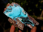Natural Cabinet Size Drusy Coated Chrysocolla Specimen on Dolomite x 1 From Likasi, Congo