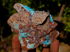 Natural Cabinet Size Drusy Coated Chrysocolla Specimen on Dolomite x 1 From Likasi, Congo