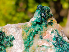 Natural Cabinet Size Rare Crystalline Malachite on Dolomite Specimen x 1 From Tenke Fungurume, Congo