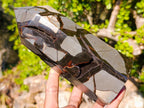 Polished and Natural Large Septerye Sauvage Display Crystal x 1 From Mahajanga, Madagascar