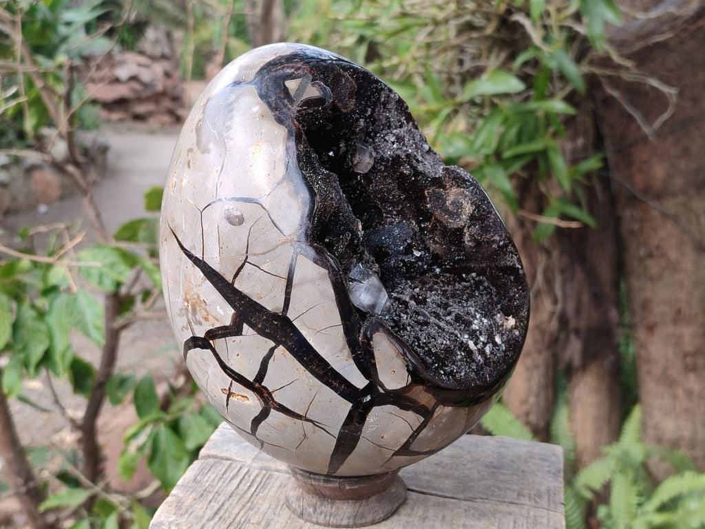 Polished and Natural XL Septerye Sauvage "Dragons Egg" x 1 From Mahajanga, Madagascar
