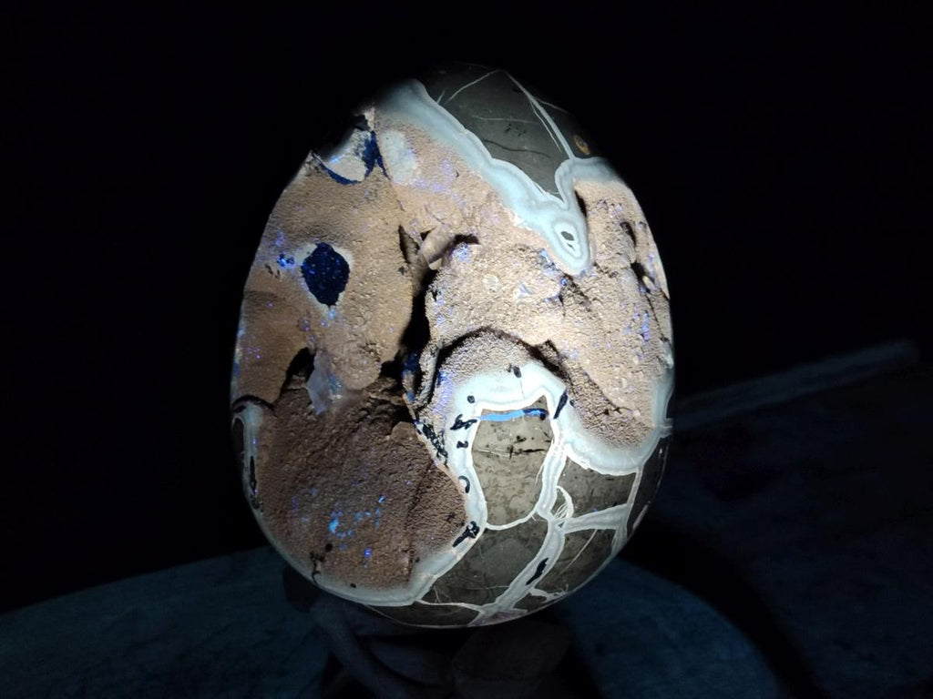 Polished and Natural XL Septerye Sauvage "Dragons Egg" x 1 From Mahajanga, Madagascar