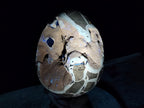 Polished and Natural XL Septerye Sauvage "Dragons Egg" x 1 From Mahajanga, Madagascar