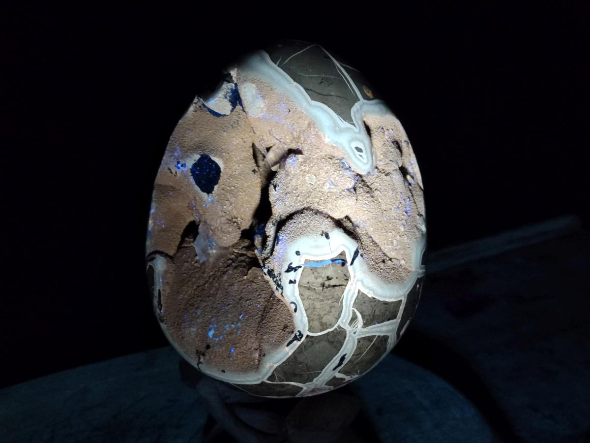 Polished and Natural XL Septerye Sauvage "Dragons Egg" x 1 From Mahajanga, Madagascar