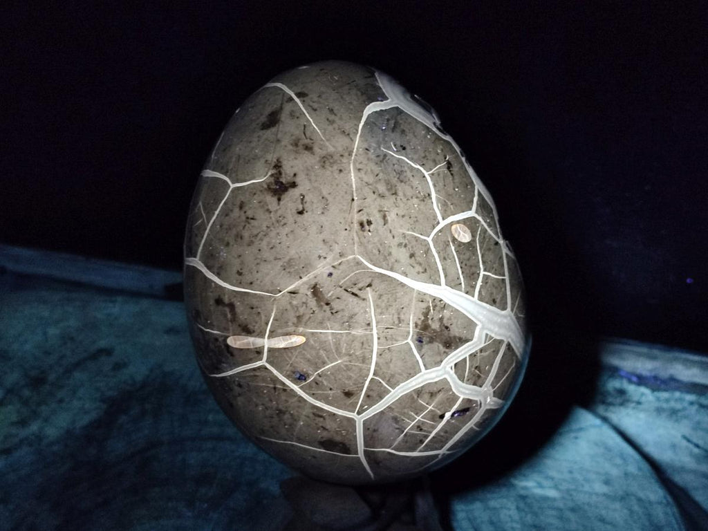 Polished and Natural XL Septerye Sauvage "Dragons Egg" x 1 From Mahajanga, Madagascar