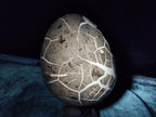 Polished and Natural XL Septerye Sauvage "Dragons Egg" x 1 From Mahajanga, Madagascar