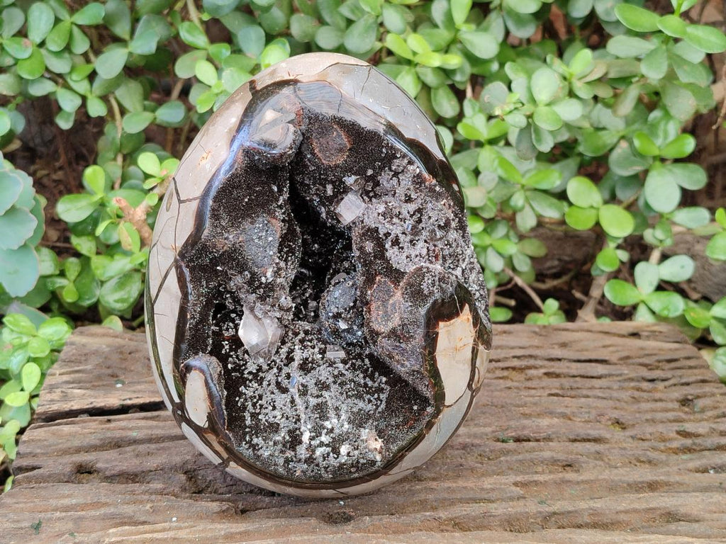 Polished and Natural XL Septerye Sauvage "Dragons Egg" x 1 From Mahajanga, Madagascar