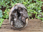 Polished and Natural XL Septerye Sauvage "Dragons Egg" x 1 From Mahajanga, Madagascar