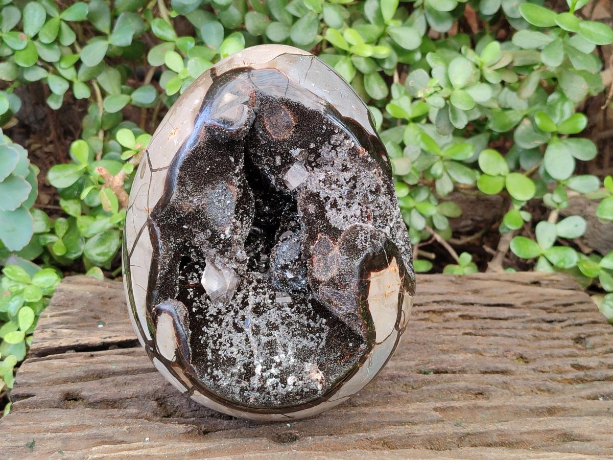 Polished and Natural XL Septerye Sauvage "Dragons Egg" x 1 From Mahajanga, Madagascar