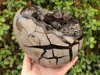 Polished and Natural XL Septerye Sauvage "Dragons Egg" x 1 From Mahajanga, Madagascar